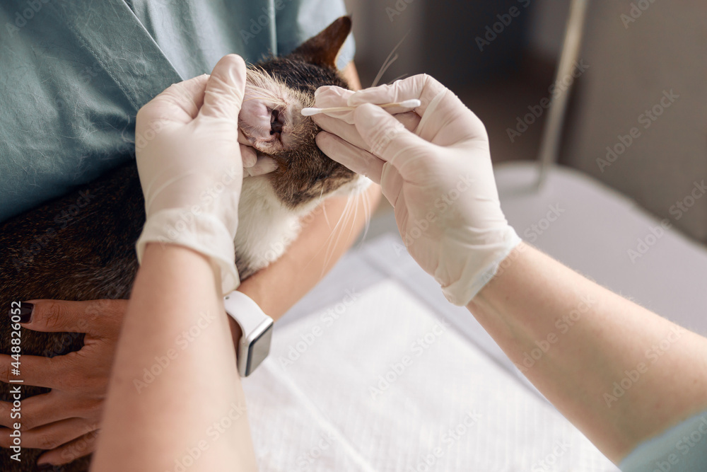 Doctor in gloves cleans cat ear with cotton swab while intern holds animal in clinic