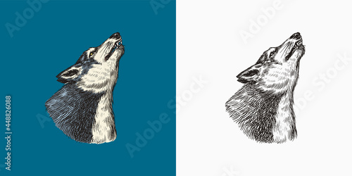 Gray wolf howling. A predatory beast. Wild forest animal. Vector Engraved hand drawn Vintage old sketch for stamp, t-shirt or typography or badge.