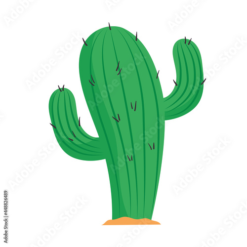 cactus plant nature