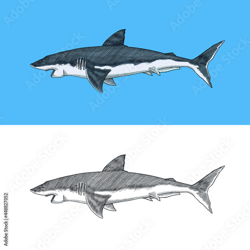 Great white shark or mackerel shark. Marine predatory animal. Sea life. Hand drawn vintage engraved sketch. Vector illustration for web, logo or t-shirt.