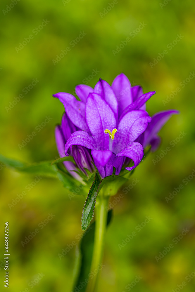 Campanula glomerata flower growing in the field Campanula glomerata flower growing in the field
