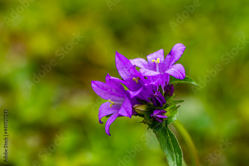 Campanula glomerata flower growing in the field, macro