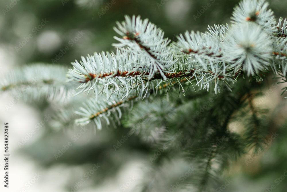 Blue spruce branch close up Blue spruce branch close up