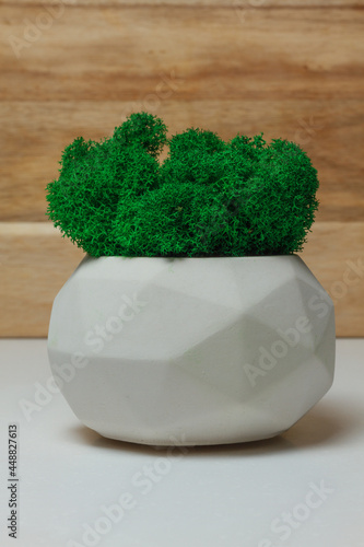 Stabilized moss in the pot. Eco design interior. Green moss plant.