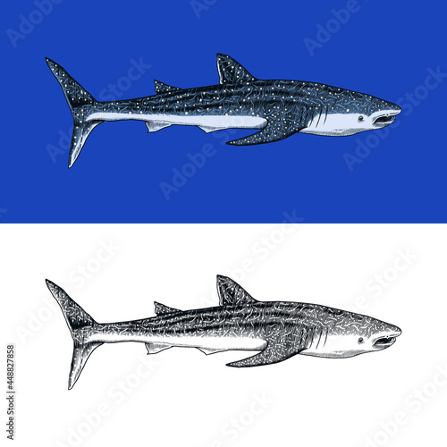 Whale or Blue shark. Marine predator animal. Sea life. Hand drawn vintage engraved sketch. Ocean fish. Vector illustration for web, logo or t-shirt.