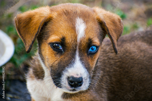 Puppy with eyes of different colors - brown and blue. The puppy has been abandoned and is sad.