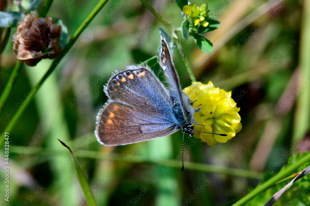 weiblicher Hauhechel-Bläuling // female Common blue (Polyommatus icarus) weiblicher Hauhechel-Bläuling // female Common blue (Polyommatus icarus)