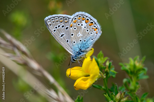 Hauhechel-Bläuling // Common blue   (Polyommatus icarus) photo