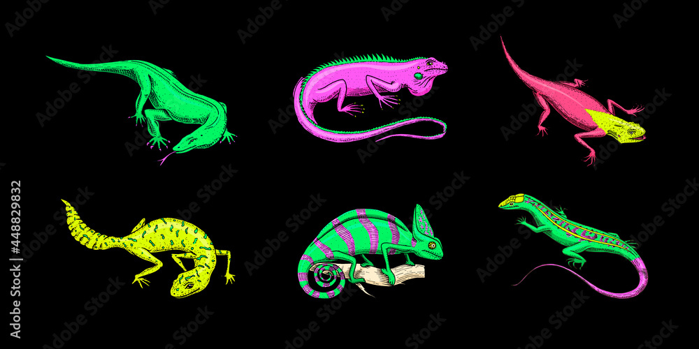 Obraz premium Ibiza wall lizard, common leopard or spotted fat-tailed gecko, exotic reptiles. Wild animals in nature. Engraved hand drawn.