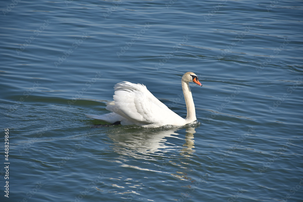 Obraz premium Schwan im Wasser