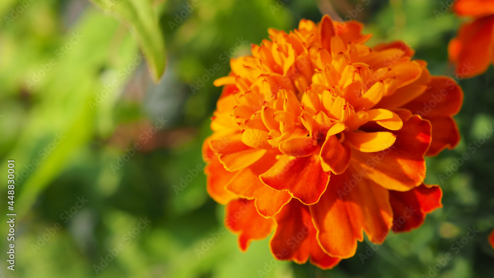 Zinnia Elegans Pop Art Golden Red flower.Bicolor flowers. Zinnia Elegans Pop Art Golden Red flower.Bicolor flowers.