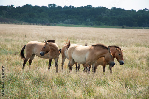 Przewalski. herd of wild horses przewalskii in the steppe. Rare wild animals. Horses graze. High quality photo