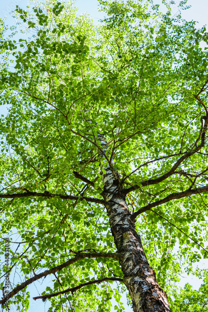 Fototapeta premium lush foliage of summer birch