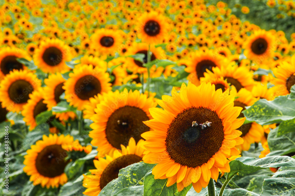 a farmer's sunflower field in the sun a farmer's sunflower field in the sun