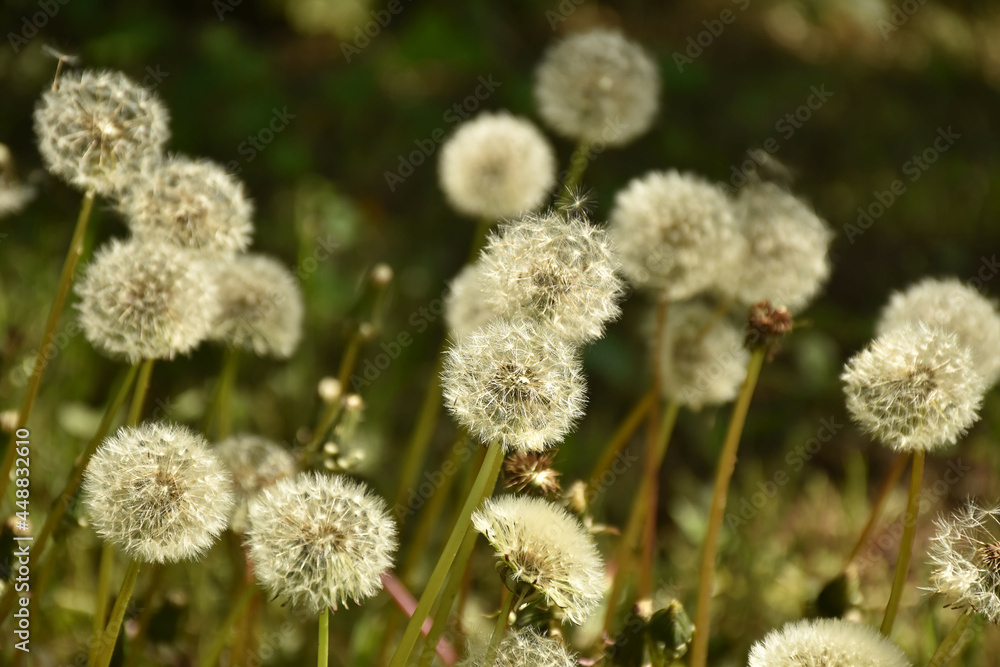 Pusteblumen im Sonnenlicht Pusteblumen im Sonnenlicht
