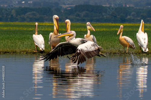 Greece  White pelican in flight over Lake Kerkini