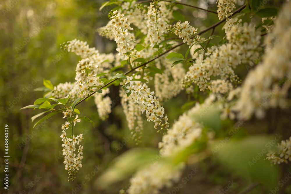 blooming bird-cherry tree, white flowers on a tree in the park, spring background blooming bird-cherry tree, white flowers on a tree in the park, spring background