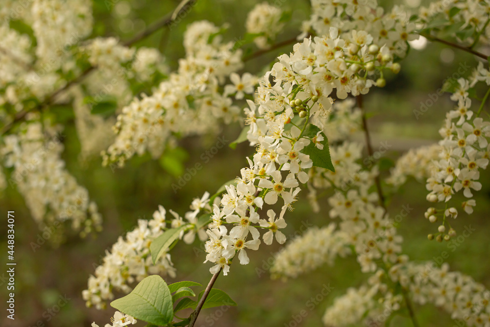 blooming bird-cherry tree, white flowers on a tree in the park, spring background blooming bird-cherry tree, white flowers on a tree in the park, spring background