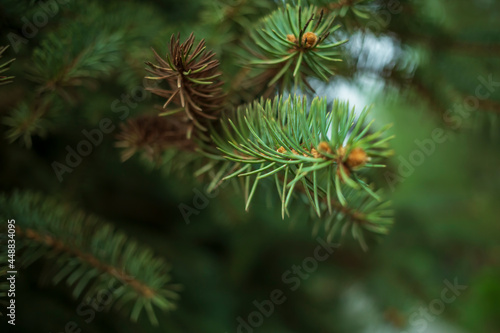 A branch of a blue spruce in the forest. Christmas tree. Natural background for winter holiday