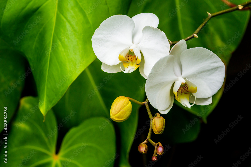 Fototapeta premium Orquídea IMG_8213
