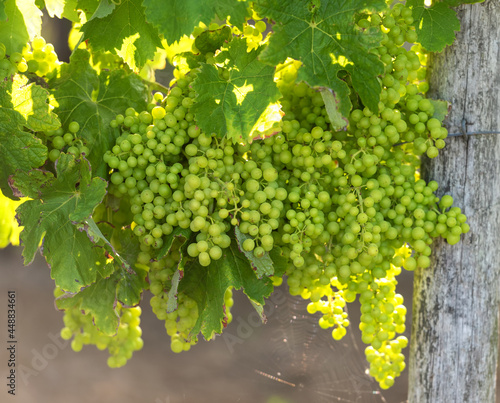 bunches of green grapes in a vineyard