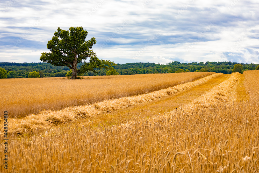 Obraz premium ancient oak tree in the middle of a ripe cornfield. The harvest has just begun