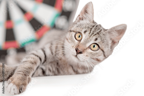 cross-eyed tabby kitten next to darts photo