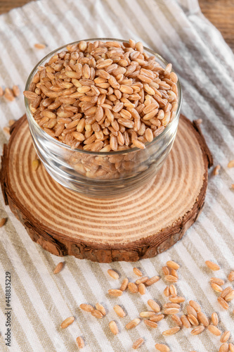 Wholegrain uncooked raw spelt farro in the bowls on grey stone table background, food cereal background, close up