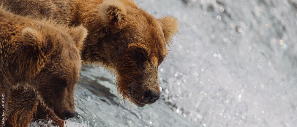 Fototapeta premium Brown bear and cub overlook waterfall