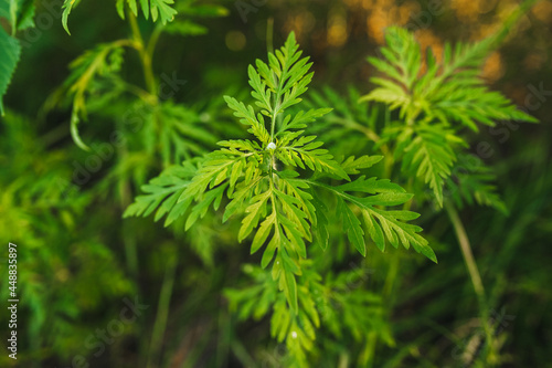 Background  texture of green blooming ragweed plants in the garden with patterned leaves.