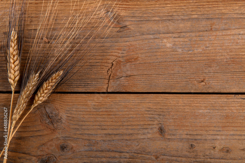 Wheat bio organic raw grain ear on wooden background for cereal bread flour