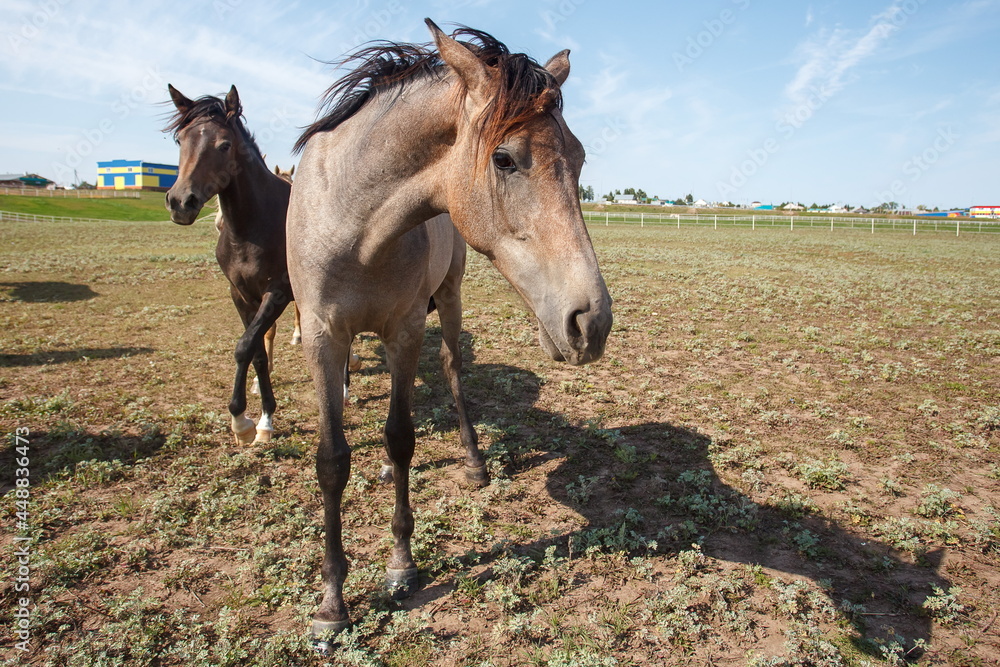 Obraz premium Horses grazing in the pasture at a horse farm