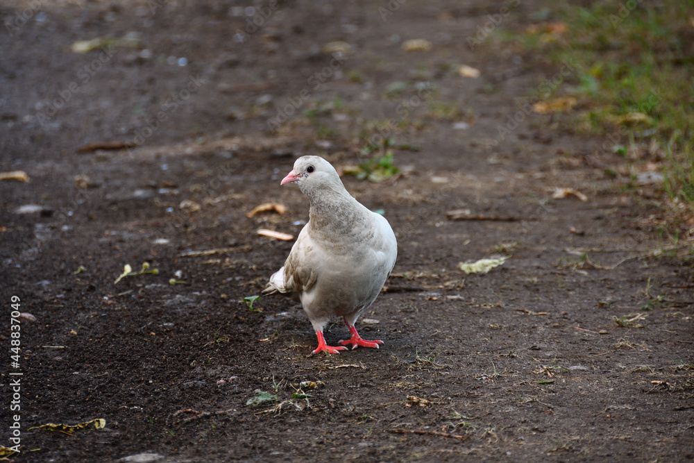 Obraz premium White, with brown splashes, a dove on a park path after the rain is looking attentively at the photographer, turning its head to the left.