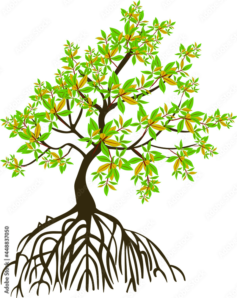 Mangrove Tree Swamp Plant Stock ベクター Adobe Stock Mangrove Tree Swamp Plant Stock ベクター Adobe Stock