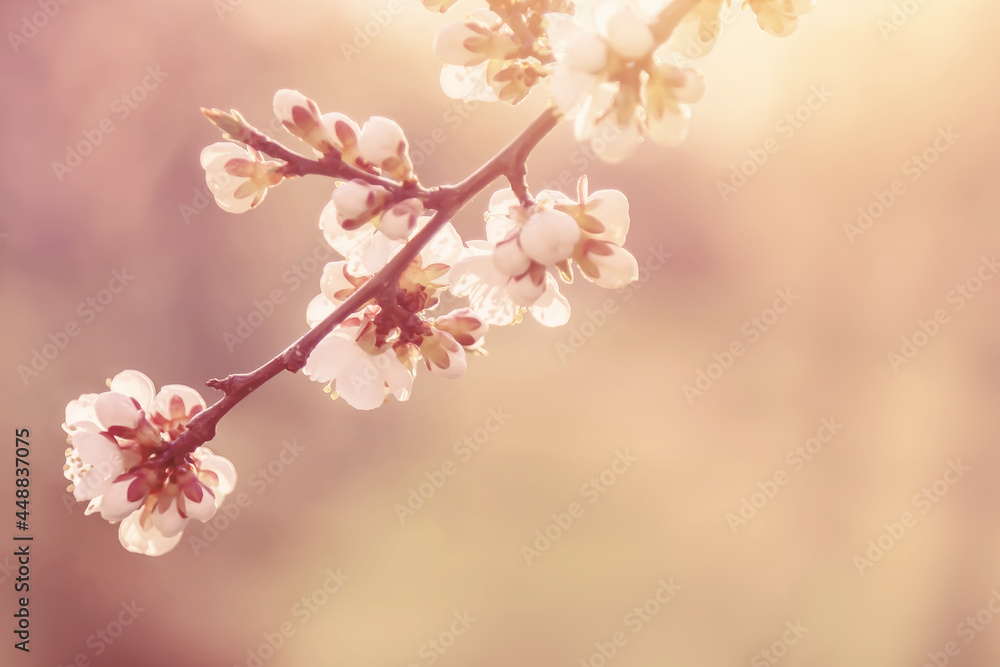 Beautiful flowers in spring nature at sunset. Beautiful flowers in spring nature at sunset.