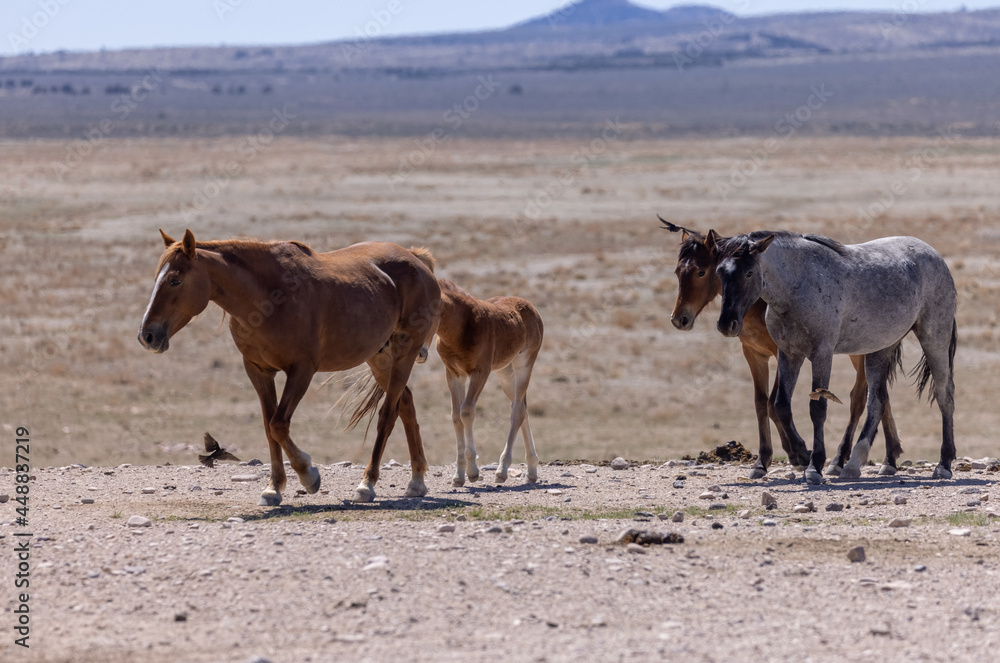 Wild Horses in the Desert in Spring in Utah