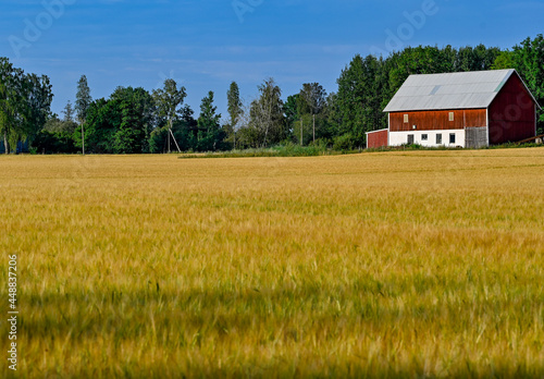 Golden agriculture field and barn in july 2021