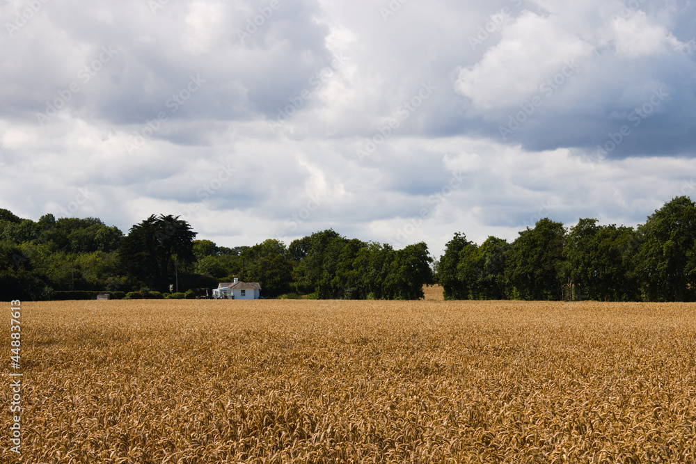 Landscape of ripe wheat field with small farmhouse, trees and cloudy moody sky in the background, England, Kent Landscape of ripe wheat field with small farmhouse, trees and cloudy moody sky in the background, England, Kent