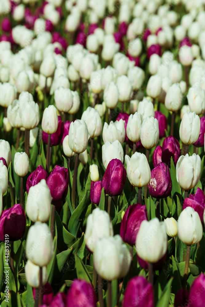 Spring background with white and purple tulips. field of beautiful blooming tulips. spring time. banner, copy space