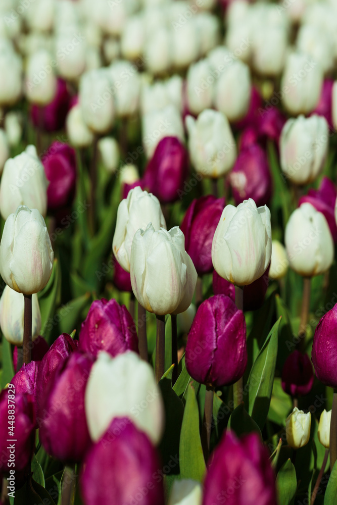 Spring background with white and purple tulips. field of beautiful blooming tulips. spring time. banner, copy space
