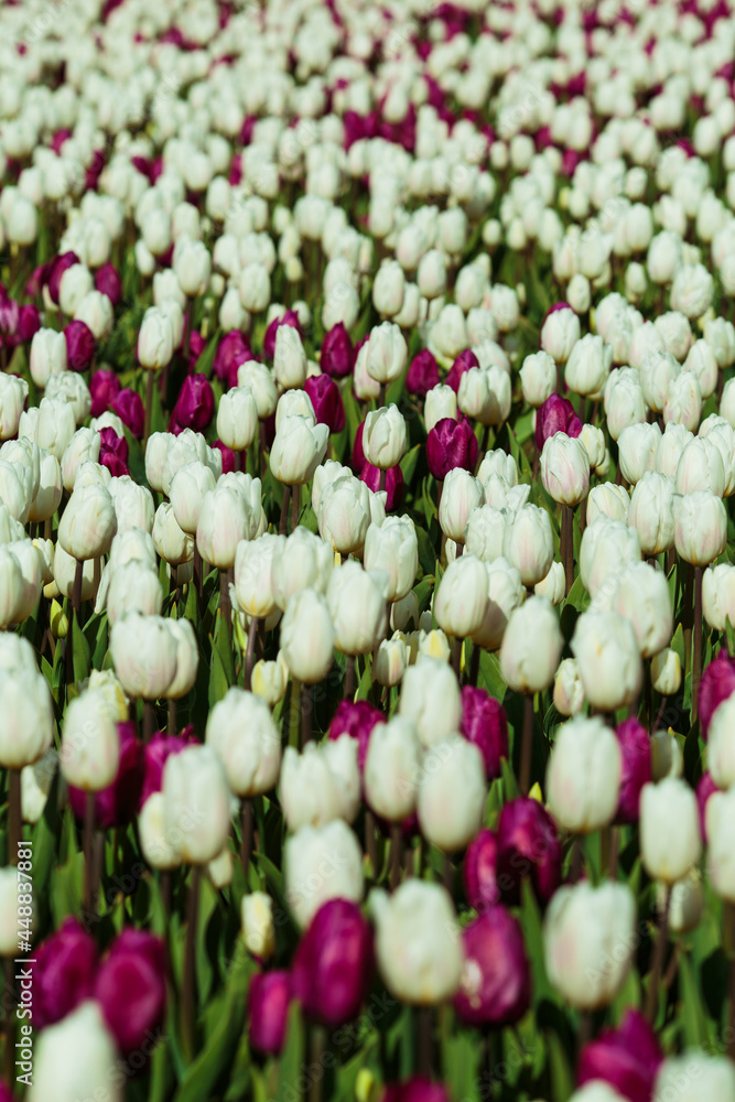 Spring background with white and purple tulips. field of beautiful blooming tulips. spring time. banner, copy space