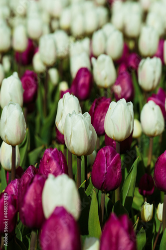 Obraz na płótnie Spring background with white and purple tulips. field of beautiful blooming tulips. spring time. banner, copy space w salonie