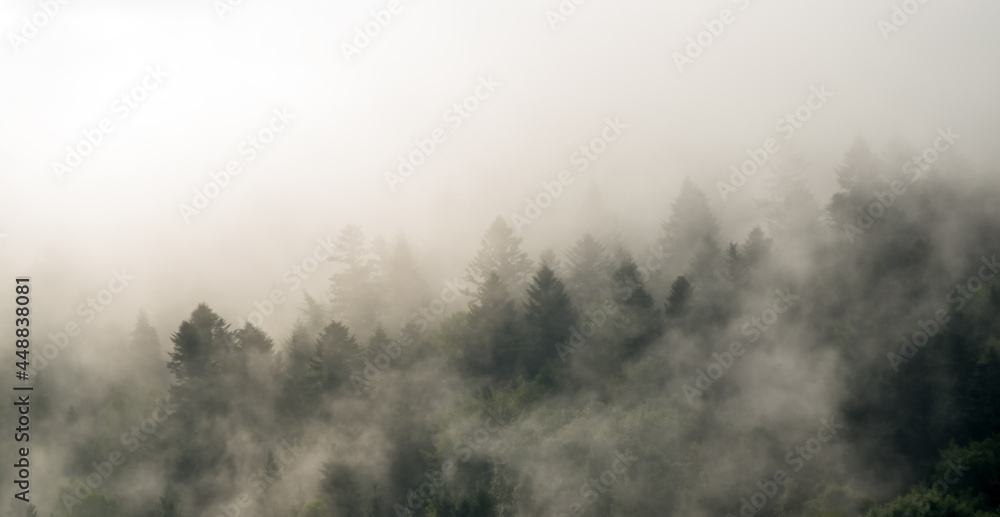Krajobraz leśny wierzchołki drzew las we mgle	
