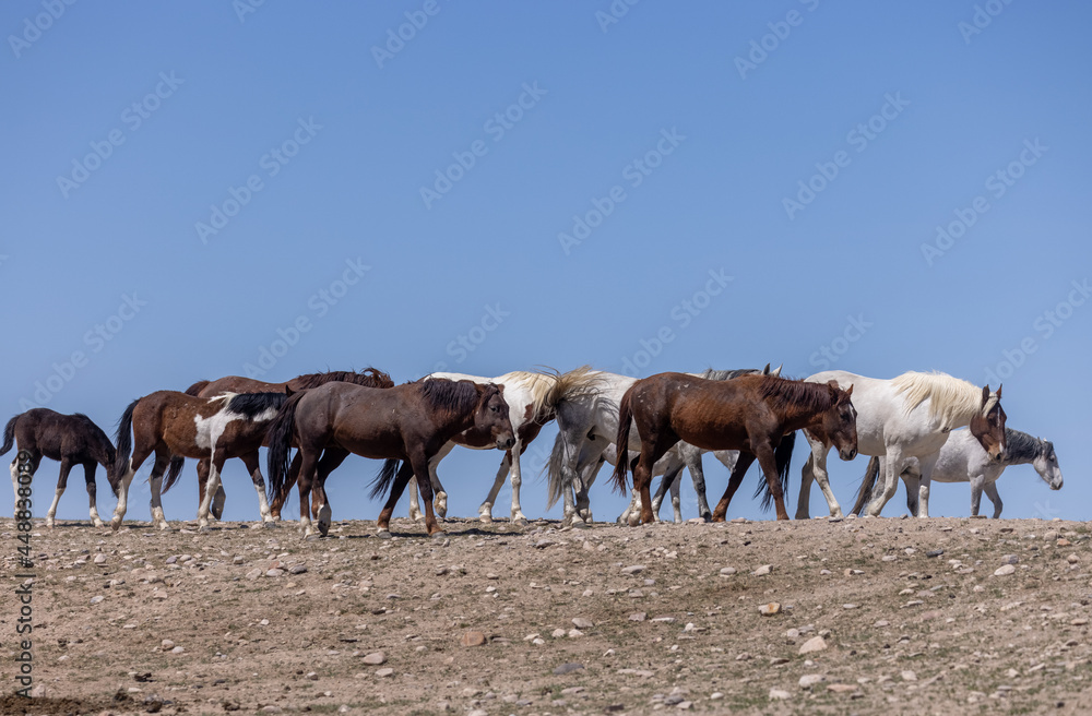 Wild Horses in the Desert in Spring in Utah