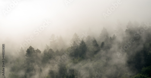Krajobraz leśny wierzchołki drzew las we mgle  © Monika