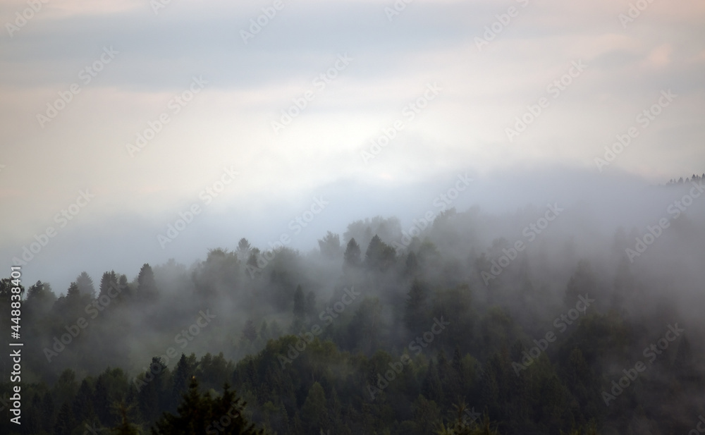 Krajobraz leśny wierzchołki drzew las we mgle panorama	
 - obrazy, fototapety, plakaty 