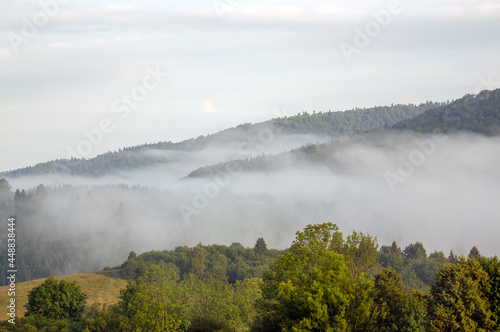 Krajobraz widok oświetlonej polany we mgle z różnymi gatunkami drzew 