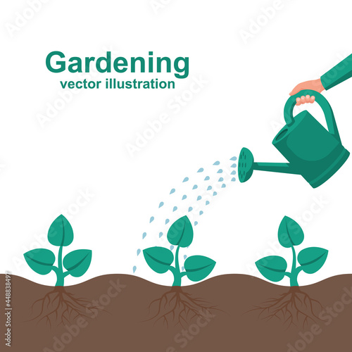 Watering can hold in hand. Watering, fertilizer young sapling falling drop of water isolated. Plant sprout. Vector illustration flat design. Isolated on white background. Give life to a young sprout.