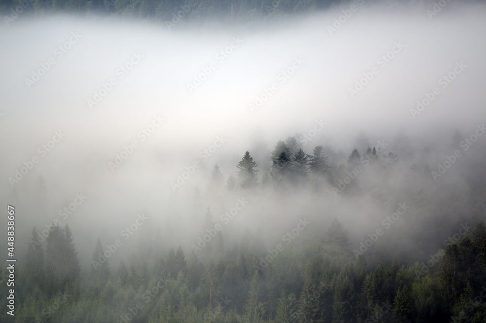Las we mgle wierzchołki drzew na tle nieba - obrazy, fototapety, plakaty 