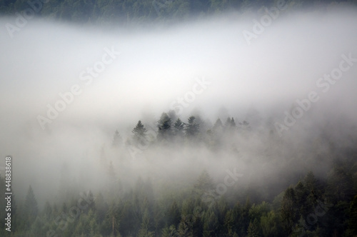 Las we mgle wierzcho  ki drzew na tle nieba